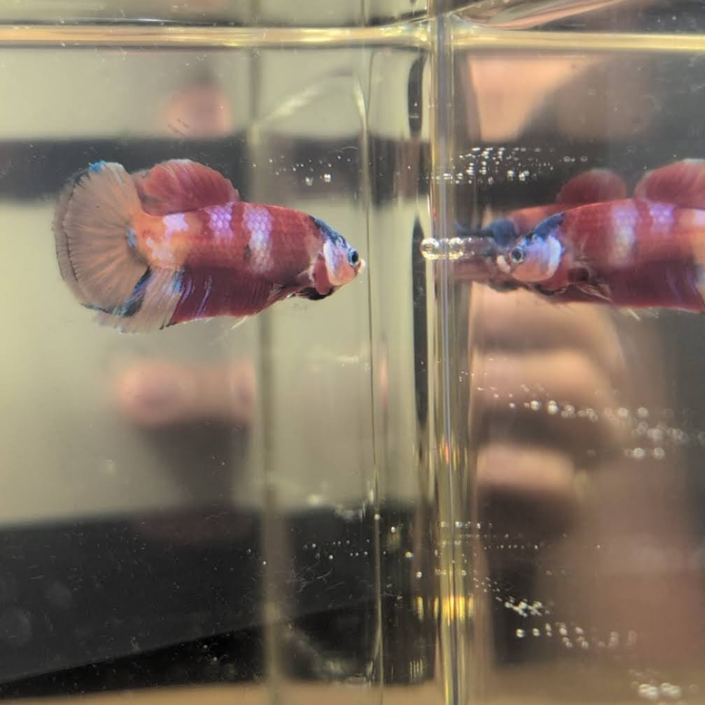 No.15 Nemo Koi HMPK Betta Male