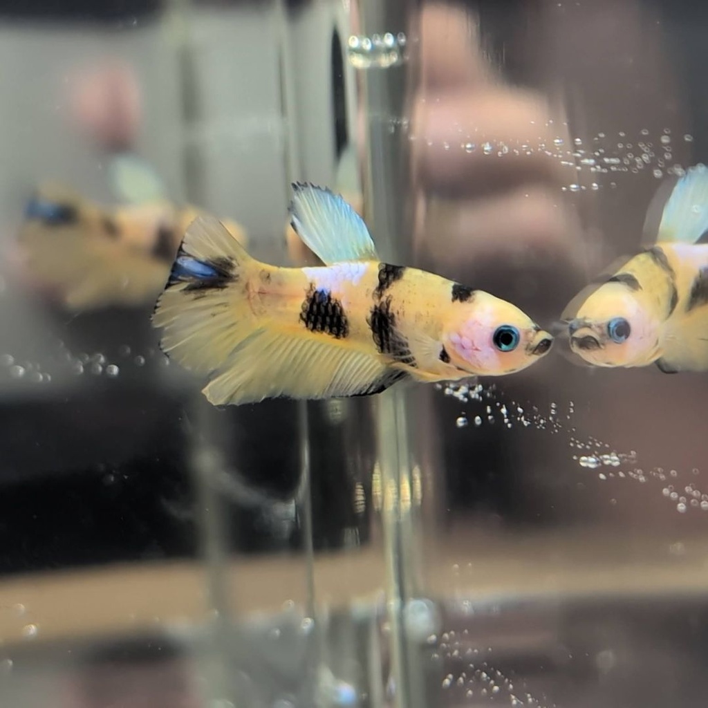No.37 Yellow Galaxy Koi Plakat Betta Male