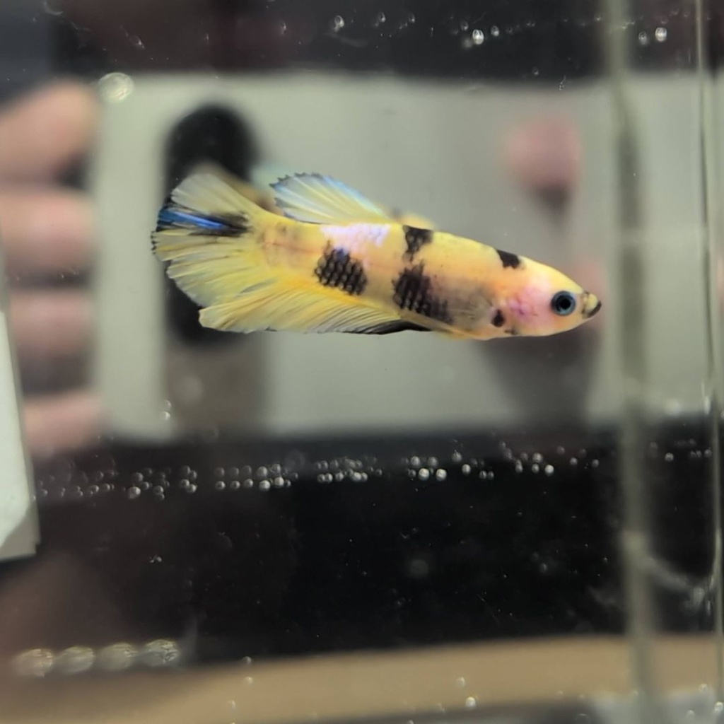 No.37 Yellow Galaxy Koi Plakat Betta Male