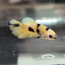 [Pending Pick up]No.37 Yellow Galaxy Koi Plakat Betta Male